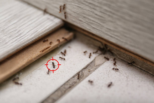 Best Local Pest Control Services  in Palouse, WA